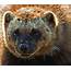 Incredible Facts About Wolverines That Will Blow Your Mind – Animal 