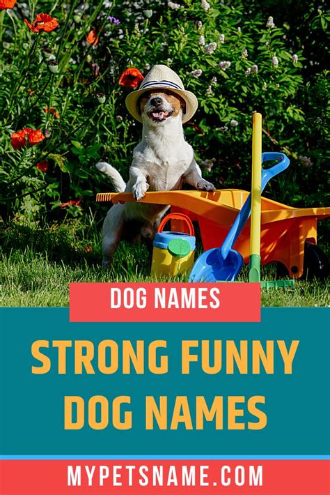 Pin On Funny Pet Names