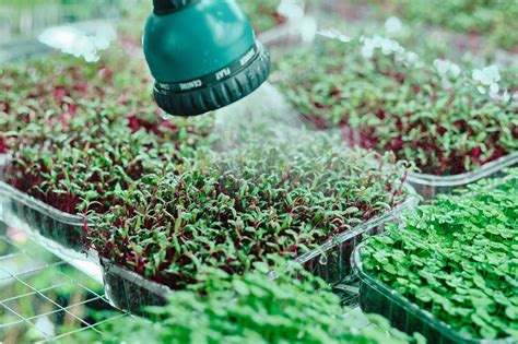 Vertical Farming Grows In Popularity Microgreens World