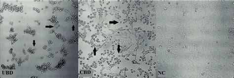 The 'vero' lineage was isolated from kidney epithelial cells extracted from an african green monkey (chlorocebus sp.; Morphological changes in Vero cells after treatment with 6 ...