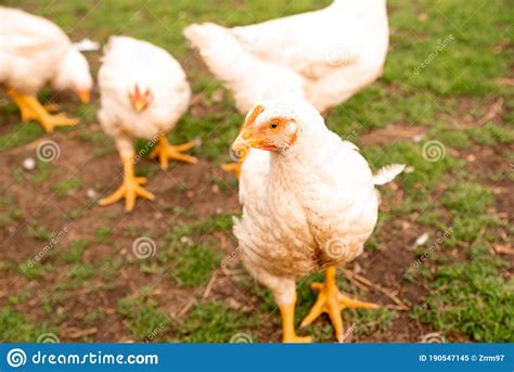 Breeding Broiler Chickens In Rural Conditions In The Village In The Yard Stock Image Image Of