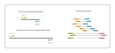 De Novo Sequencing Assemble Novel Genomes