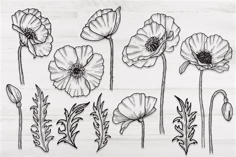 Flowers Svg Hand Drawn Poppy Flowers Png Printable Flowers Etsy