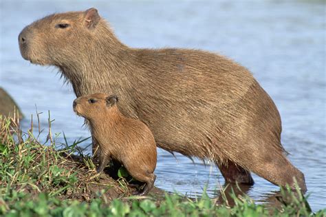 Capybara Hewan Air Yang Berteman Dengan Semua Makhluk Di Sekitarnya