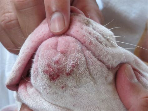 Dermatite Canina O Que é E Como Lidar Com Ela Melhoramigodog