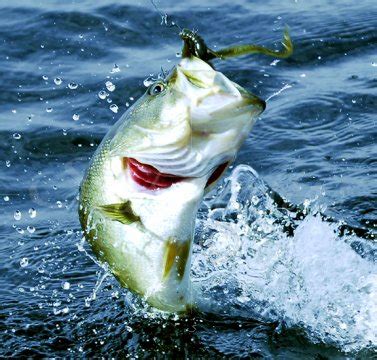 Florida is such a destination where you have many options for thrill fishing. Fishing in Orlando (shop, license, to eat) - Florida (FL ...