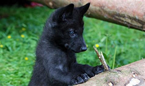 Black Wolf Puppy In The Konrad Lorenz Research Station Grünau Im