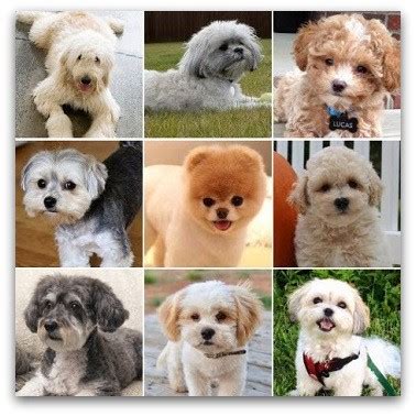 We are located near black river falls, wi. Teddy Bear Puppies For Sale - Description Of Each Breed ...