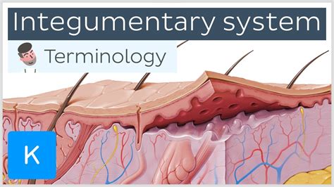 Integumentary System Anatomical Terminology For Healthcare