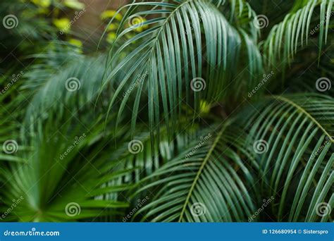 Exotic Green Foliage In Reainforests Stock Photo Image Of Backgroung