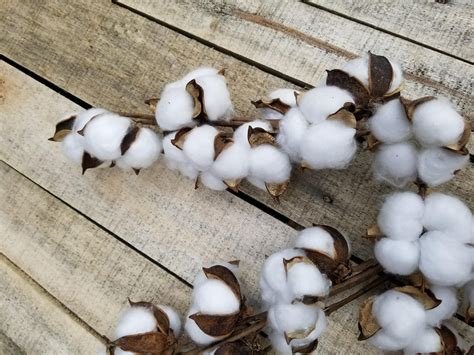 12 cotton boll stems for your next farmhouse decor project etsy