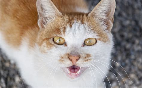 Meet The Feral Cats Of Disneyland Travelversed