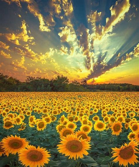 Wallpaper Sunflower Season Nature Photography Nature