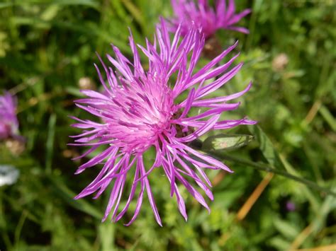 Free Images Nature Blossom Meadow Bloom Summer Herb Produce