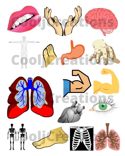 Body Parts Clip Art Body Part Images Body Part Icons For Scrapbooking