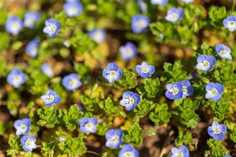 Little Blue Flowers On The Grass In Nature Stock Photo Image Of