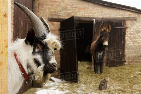 Goat And Donkey In Barn Stock Photo Dissolve