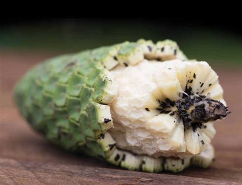 Monstera Deliciosa - edible Hawaiian Islands Magazine