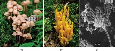Fungi Organismal Biology