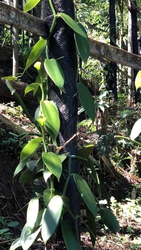 Have You Seen Vanilla Bean Plant Video Plants Eco Garden Vanilla