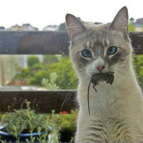 This Cat Has A Majestic Fluffy Tail Like A Squirrel Cats Cute Cats Pets