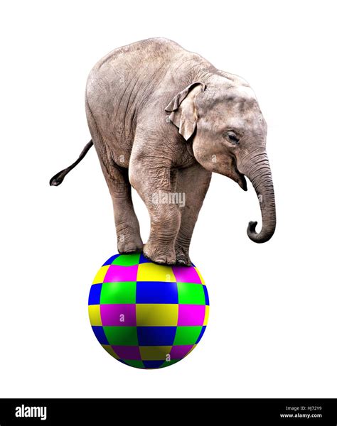Elephant On A Ball Hi Res Stock Photography And Images Alamy