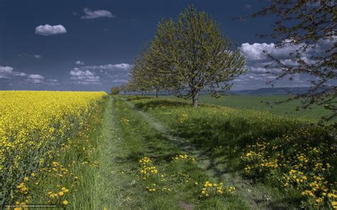 Free Download Wallpaper Summer Field Road Landscape Free Desktop