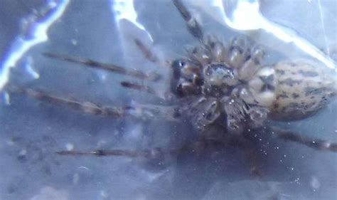 Tegenaria Agrestis Hobo Spider Tegenaria Domestica Bugguidenet