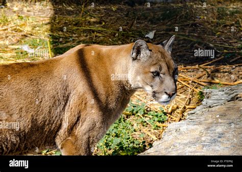 Lion Prowl Prey Hi Res Stock Photography And Images Alamy