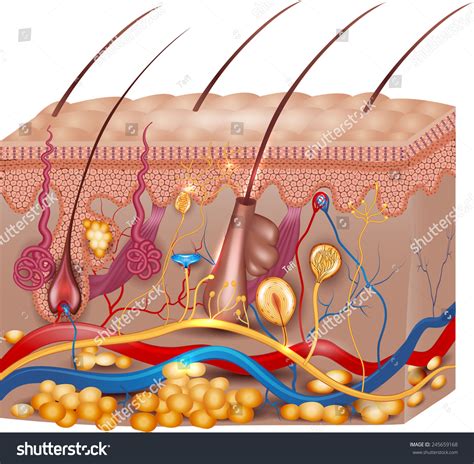 Skin Anatomy Detailed Medical Illustration Beautiful Bright Colors