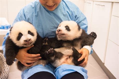 The Giant Pandas Twins Of Pairi Daiza Introduced To The World