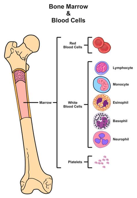 Bone marrow is a soft, gelatinous tissue inside some bones. 'Training' the Immune System Could Help Cancer Patients ...