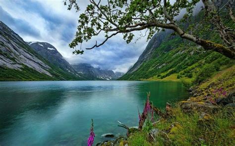 Nature Landscape Lake Wildflowers Trees Norway Grass Clouds