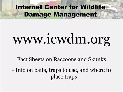 Ppt Internet Center For Wildlife Damage Management Powerpoint