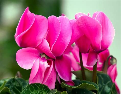 Growing Cyclamen Plant Indoors How To Care For These Florist Flowers