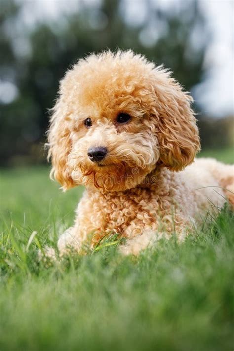 Portrait Of Small Orange Poodle On The Grass Pet In Nature Stock Photo