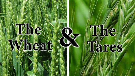 What The Bible Has To Say About The Wheat The Tares Youtube