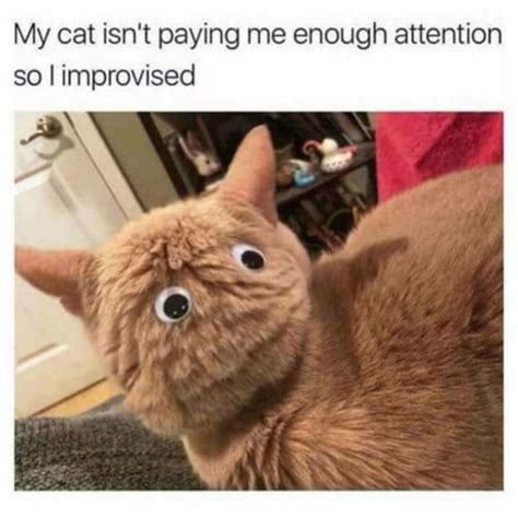 kat meme 100 sjoveste katte memes