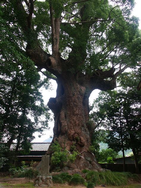 Big Camphor Tree In Kawazu Kinomiya Jinja Shrine Guidoor
