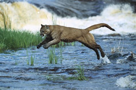 Mountain Lion Puma Concolor Leaping Photograph By Konrad Wothe