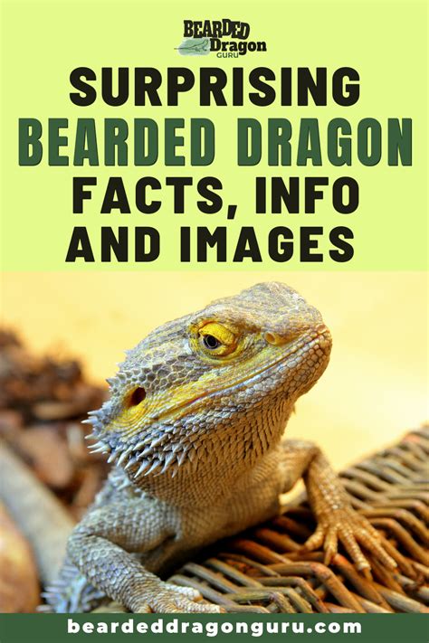 8 Surprising Bearded Dragon Facts Videos And Info Dragon Facts