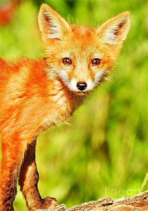 Young Red Fox Photograph By Kat Gail Fine Art America