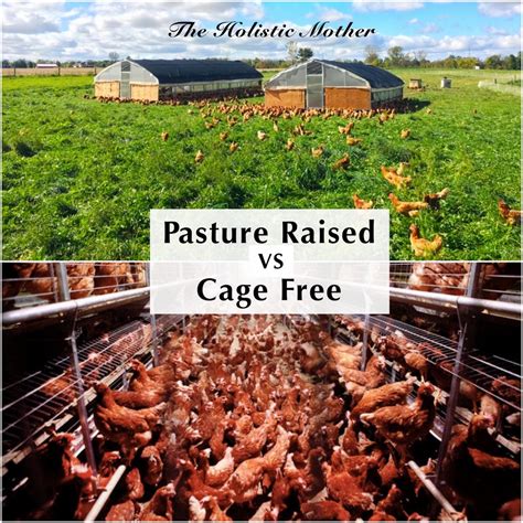 Pasture Raised Vs Cage Free Eggs