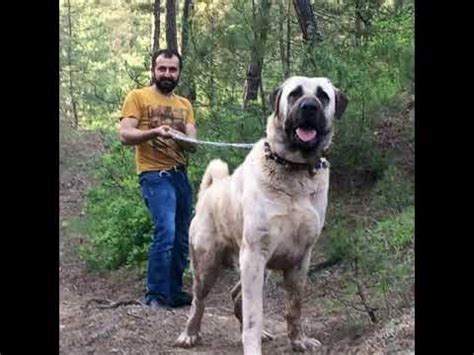 182 likes · 3 talking about this. Kangal Dog Beast - YouTube