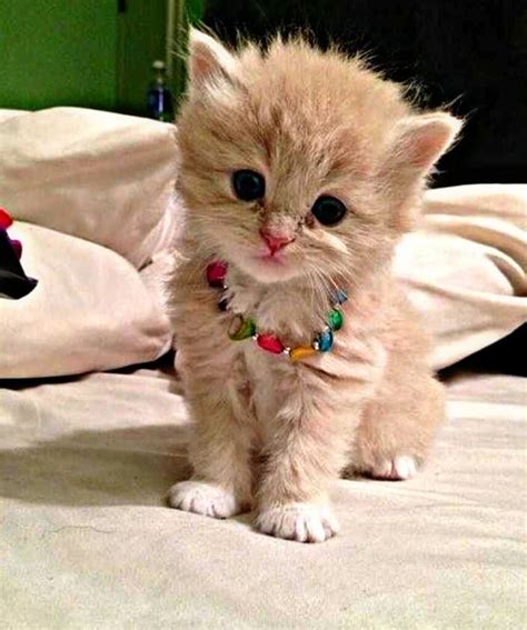 37 Cute Cat Whatsapp Dp Free Download News Share