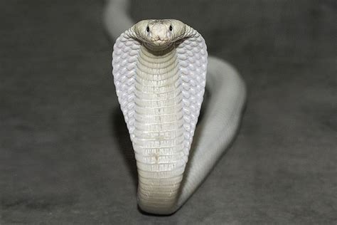 Sssstunning Beautythe Leucistic King Cobra Ophiophagus Hannah