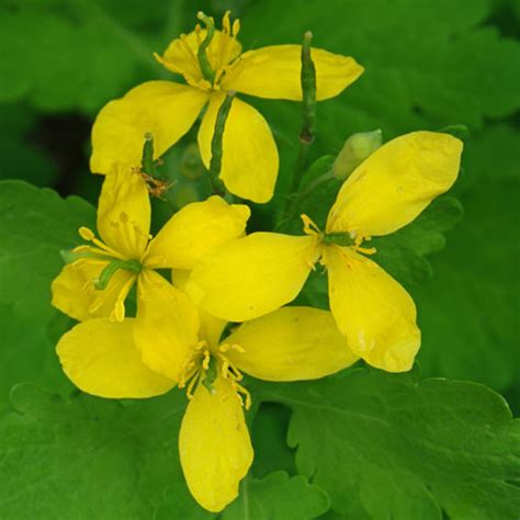 Shrub identification may be made on the basis of the characteristic properties of shrubs such as evergreen or you can examine the flower and can identify flowering shrub. Plant identification yellow and orange flowers