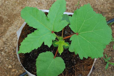 How To Grow Okra Plant From Seeds In India Trustbasket