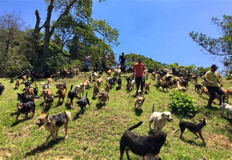 Las 900 Razas únicas De Perro En Un Refugio De Costa Rica Más Allá Del Pedigree