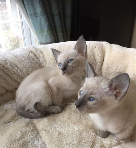 Siamese Cats For Sale Merseyside Siamese Cats For Sale Tucson Az